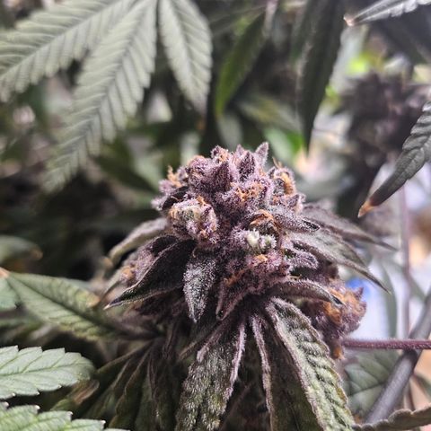 Grand Candy 2 🍬 growlog timeline photo