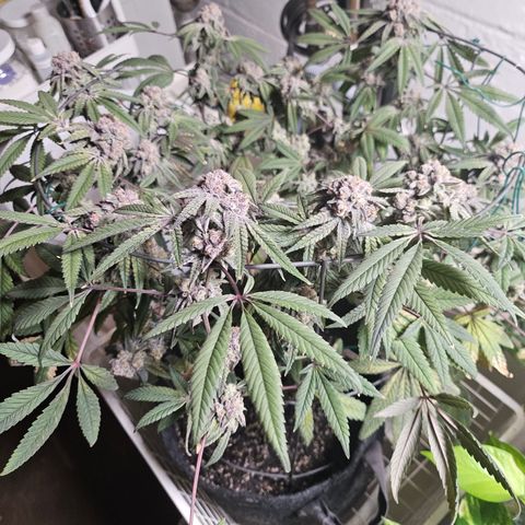 Grand Candy 2 🍬 growlog timeline photo