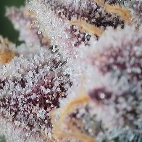 Grand Candy 2 🍬 growlog timeline photo
