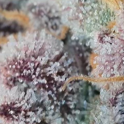 Grand Candy 2 🍬 growlog timeline photo