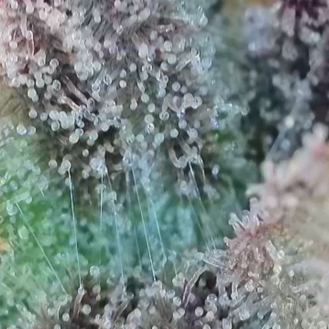 Grand Candy 2 🍬 growlog timeline photo