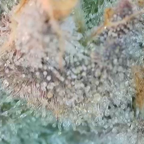 Grand Candy 2 🍬 growlog timeline photo