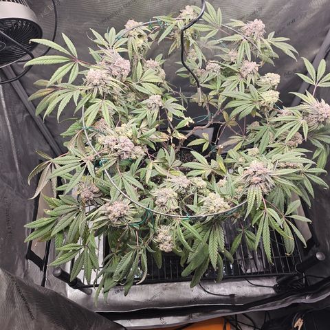 Grand Candy 2 🍬 growlog timeline photo