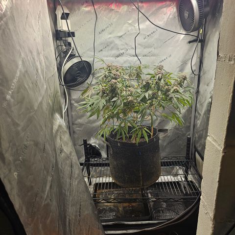 Grand Candy 2 🍬 growlog timeline photo
