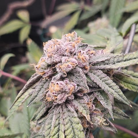Grand Candy 2 🍬 growlog timeline photo