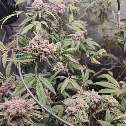 Grand Candy 2 🍬 growlog timeline photo