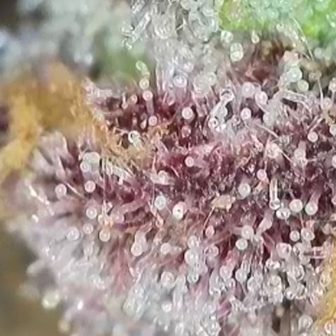 Grand Candy 2 🍬 growlog timeline photo