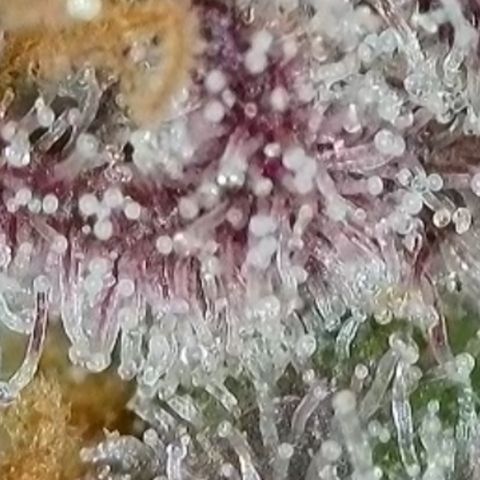 Grand Candy 2 🍬 growlog timeline photo