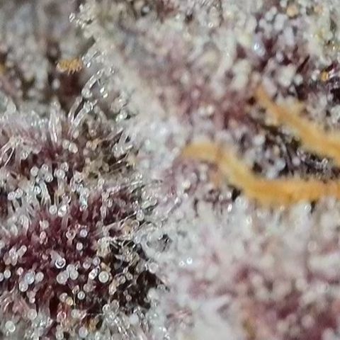 Grand Candy 2 🍬 growlog timeline photo