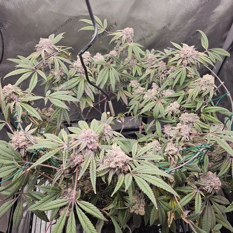 Grand Candy 2 🍬 growlog timeline photo