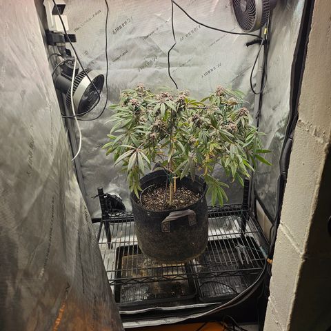 Grand Candy 2 🍬 growlog timeline photo