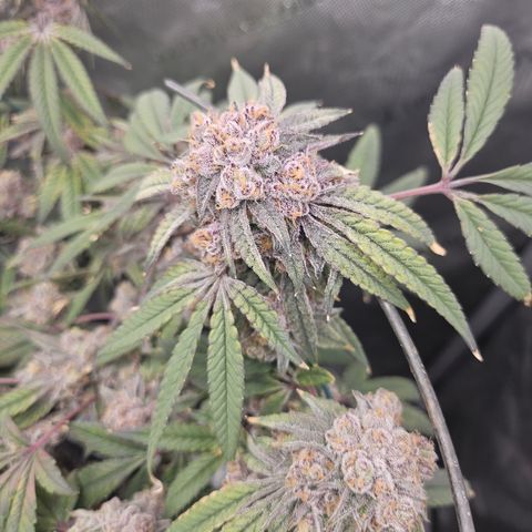 Grand Candy 2 🍬 growlog timeline photo