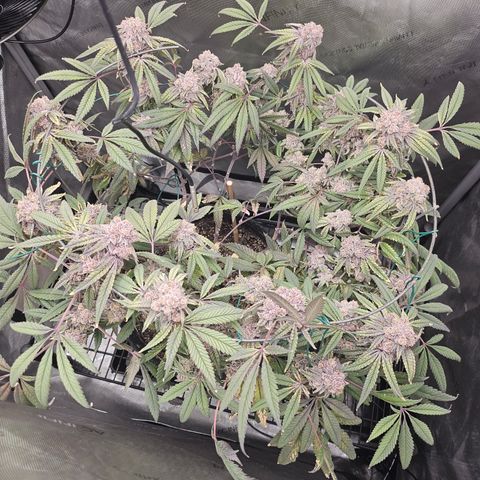 Grand Candy 2 🍬 growlog timeline photo