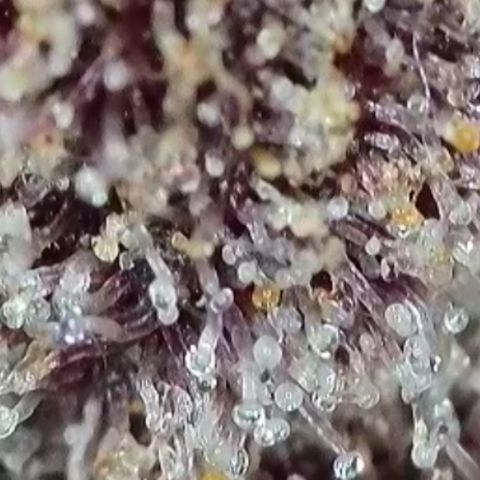 Grand Candy 2 🍬 growlog timeline photo