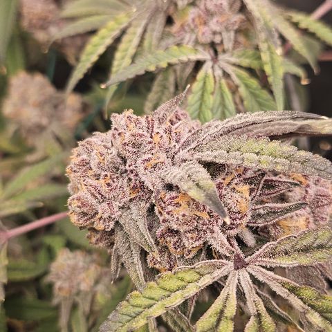 Grand Candy 2 🍬 growlog timeline photo