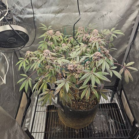 Grand Candy 2 🍬 growlog timeline photo