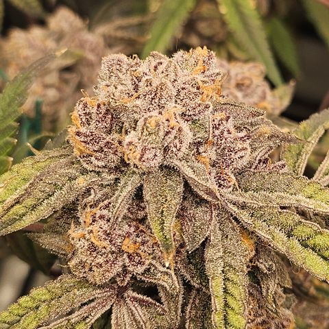 Grand Candy 2 🍬 growlog timeline photo