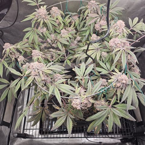 Grand Candy 2 🍬 growlog timeline photo