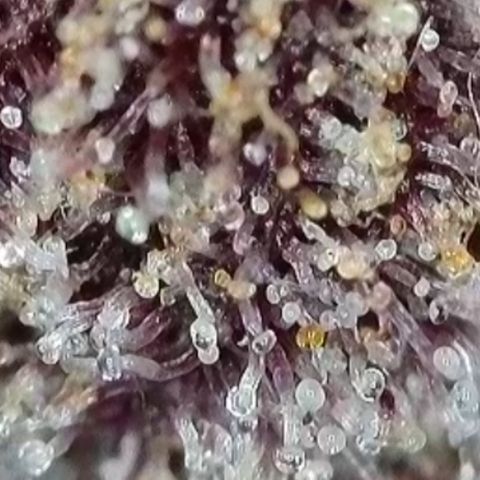 Grand Candy 2 🍬 growlog timeline photo