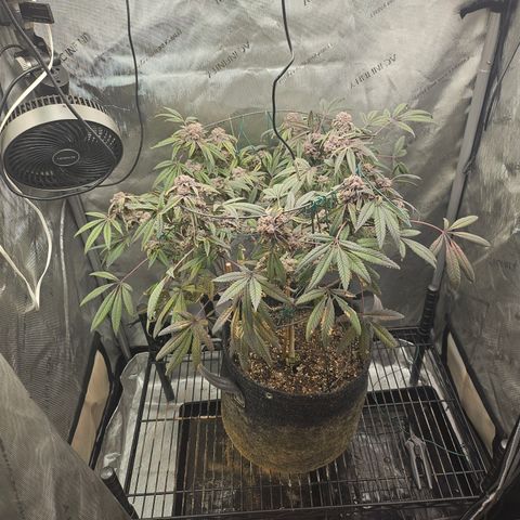 Grand Candy 2 🍬 growlog timeline photo