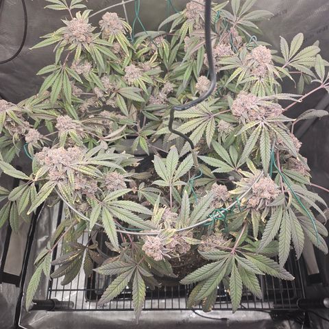 Grand Candy 2 🍬 growlog timeline photo