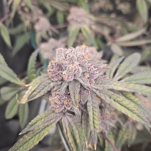 Grand Candy 2 🍬 growlog timeline photo
