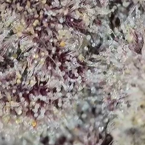 Grand Candy 2 🍬 growlog timeline photo