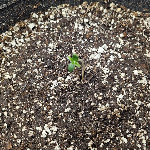Blueberry Pancakes 2 growlog timeline photo