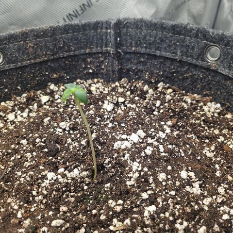 Blueberry Pancakes 2 growlog timeline photo