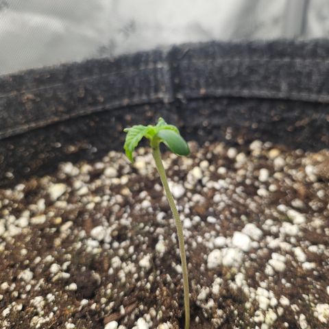 Blueberry Pancakes 2 growlog timeline photo