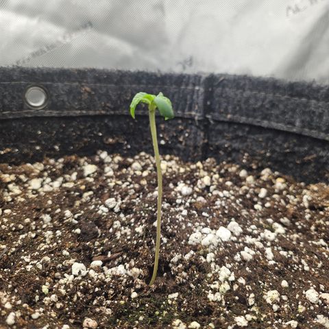 Blueberry Pancakes 2 growlog timeline photo