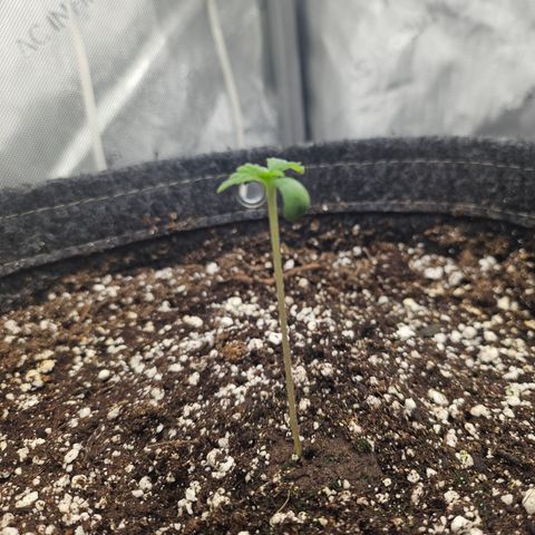 Blueberry Pancakes growlog timeline photo