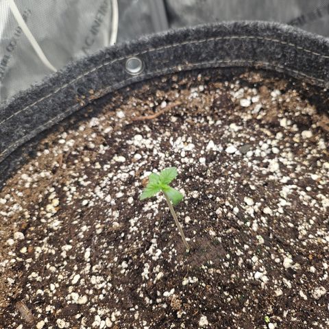 Blueberry Pancakes growlog timeline photo