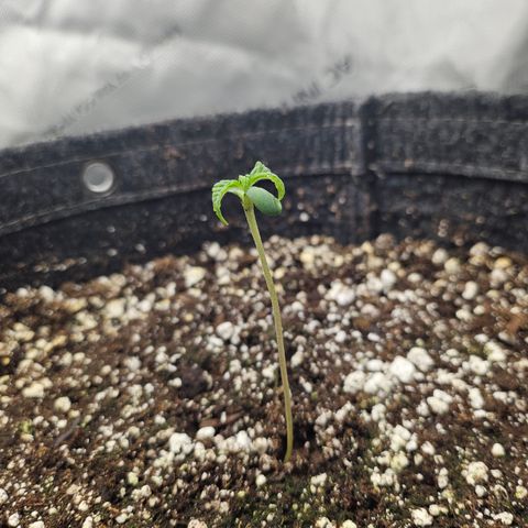 Blueberry Pancakes 2 growlog timeline photo