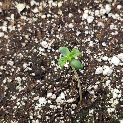 Blueberry Pancakes 2 growlog timeline photo