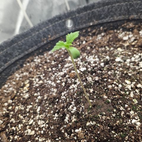 Blueberry Pancakes growlog timeline photo