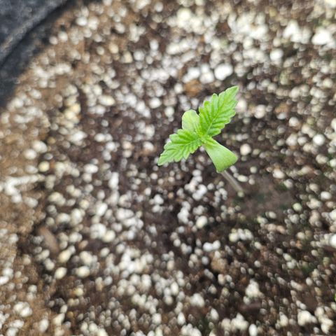 Blueberry Pancakes growlog timeline photo