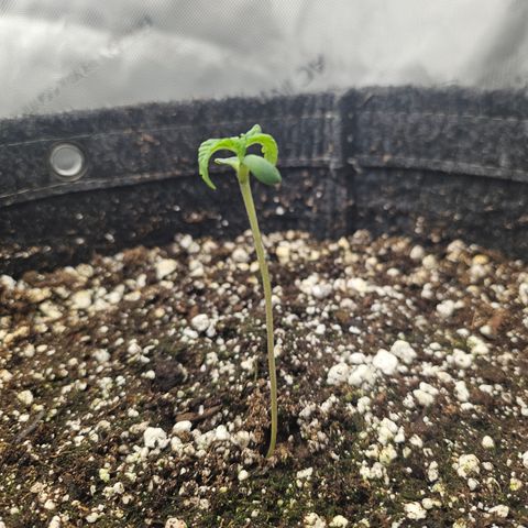 Blueberry Pancakes 2 growlog timeline photo
