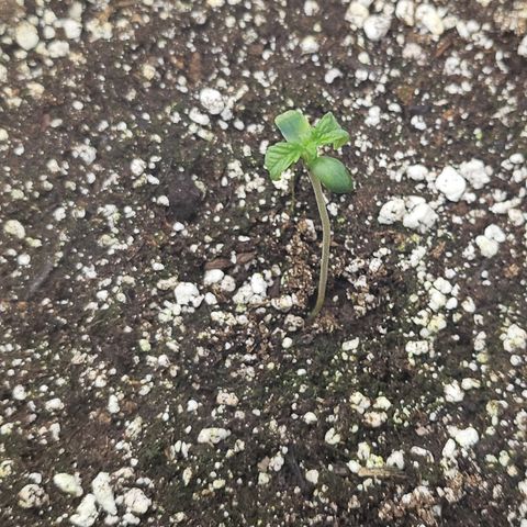 Blueberry Pancakes 2 growlog timeline photo