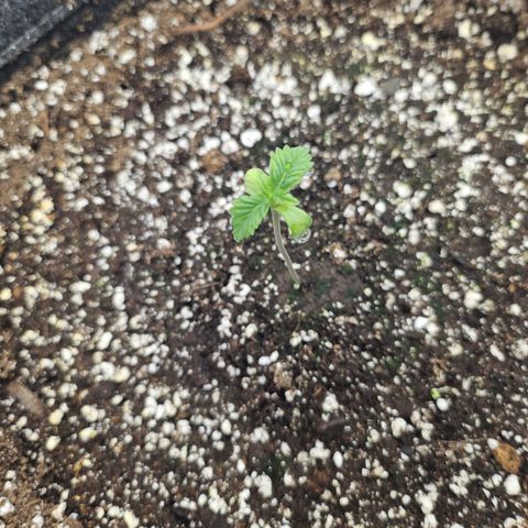 Blueberry Pancakes growlog timeline photo