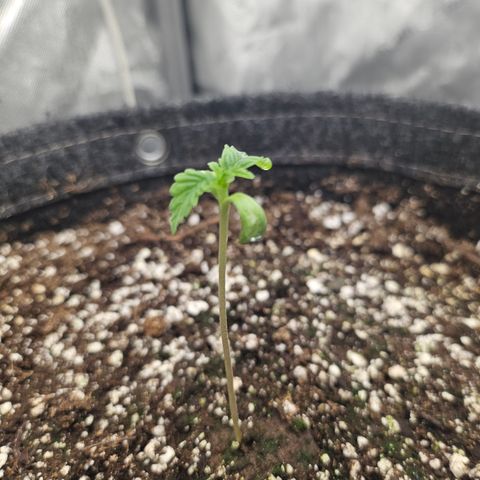 Blueberry Pancakes growlog timeline photo