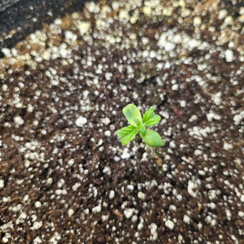 Blueberry Pancakes 2 growlog timeline photo