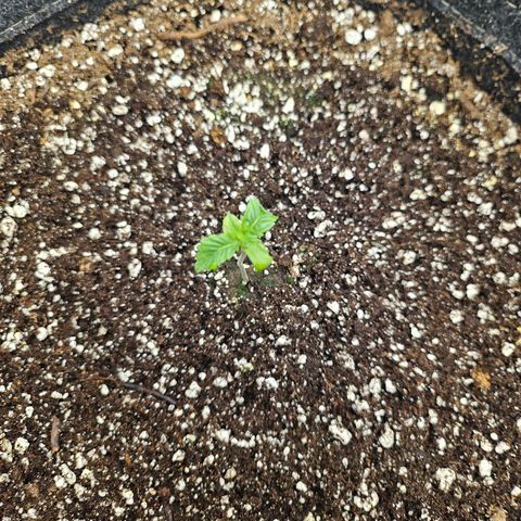 Blueberry Pancakes growlog timeline photo