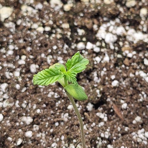 Blueberry Pancakes 2 growlog timeline photo