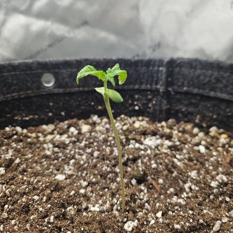 Blueberry Pancakes 2 growlog timeline photo