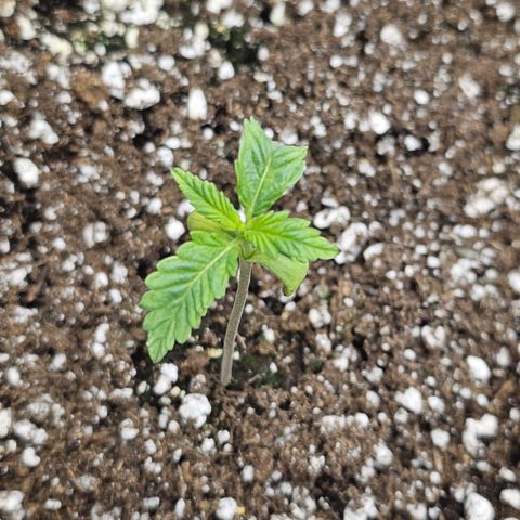 Blueberry Pancakes growlog timeline photo