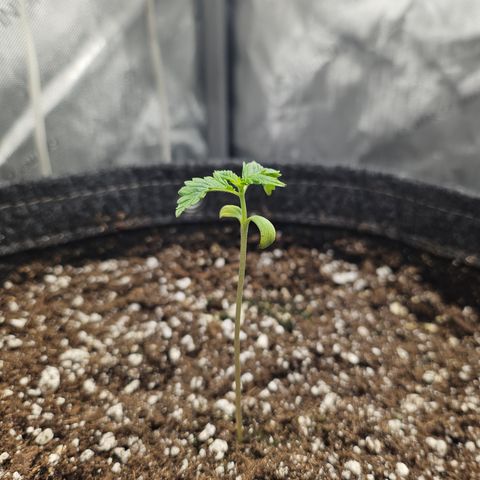 Blueberry Pancakes growlog timeline photo