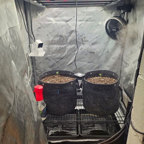 Blueberry Pancakes growlog timeline photo