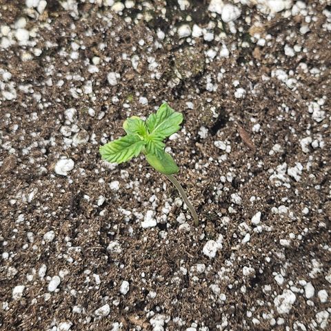 Blueberry Pancakes 2 growlog timeline photo
