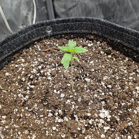 Blueberry Pancakes growlog timeline photo
